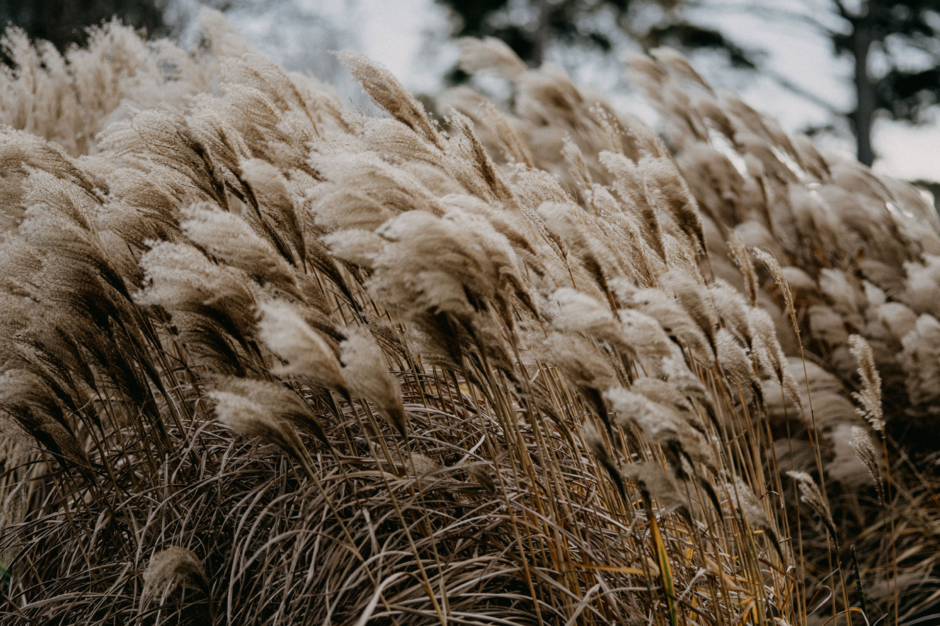 a waft of grasses blow in the wind
