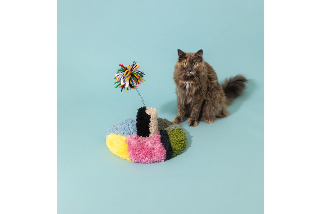 A cat plays with a colourful toy with a blue background Cat Haus