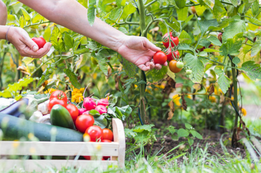 picking tomatoes with vegetable box
