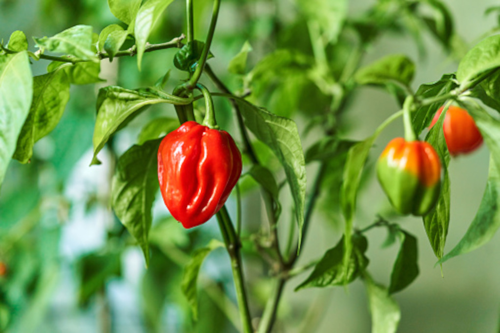 Habanero peppers