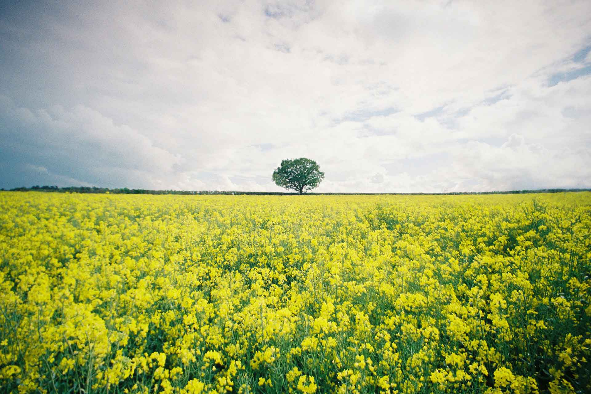 Yellow field with a tree in Hertfordshire, UK