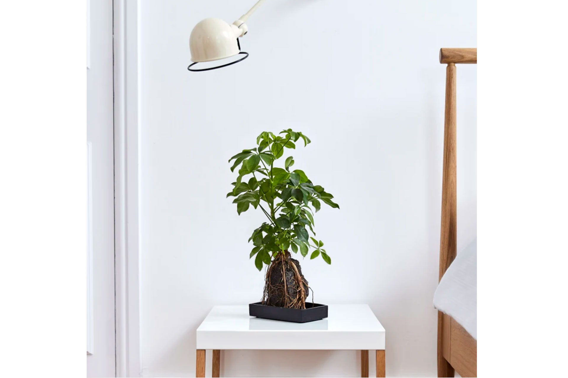 patch plants in a bedroom