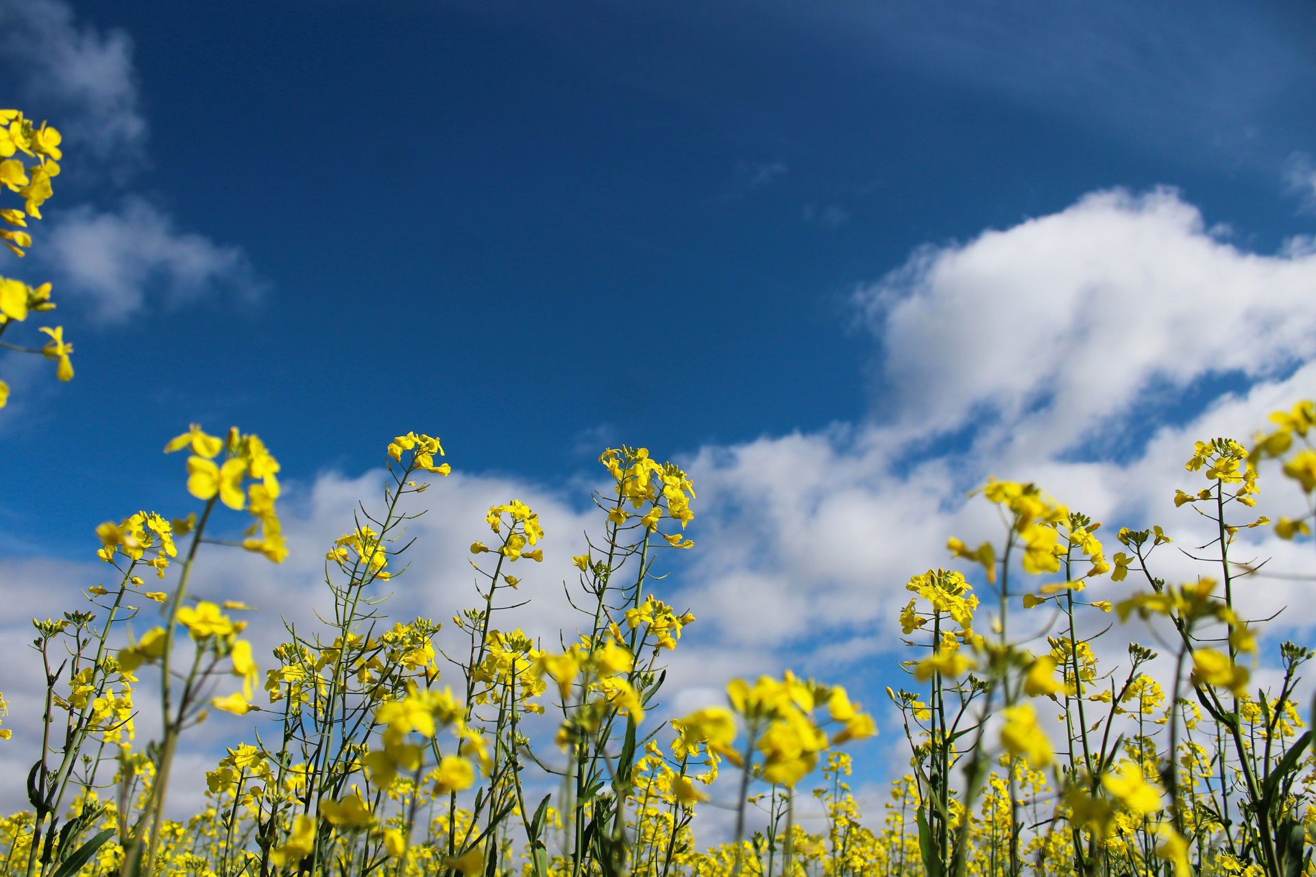 yellow flowers in front of a blue sky the colours of the Ukraine flag