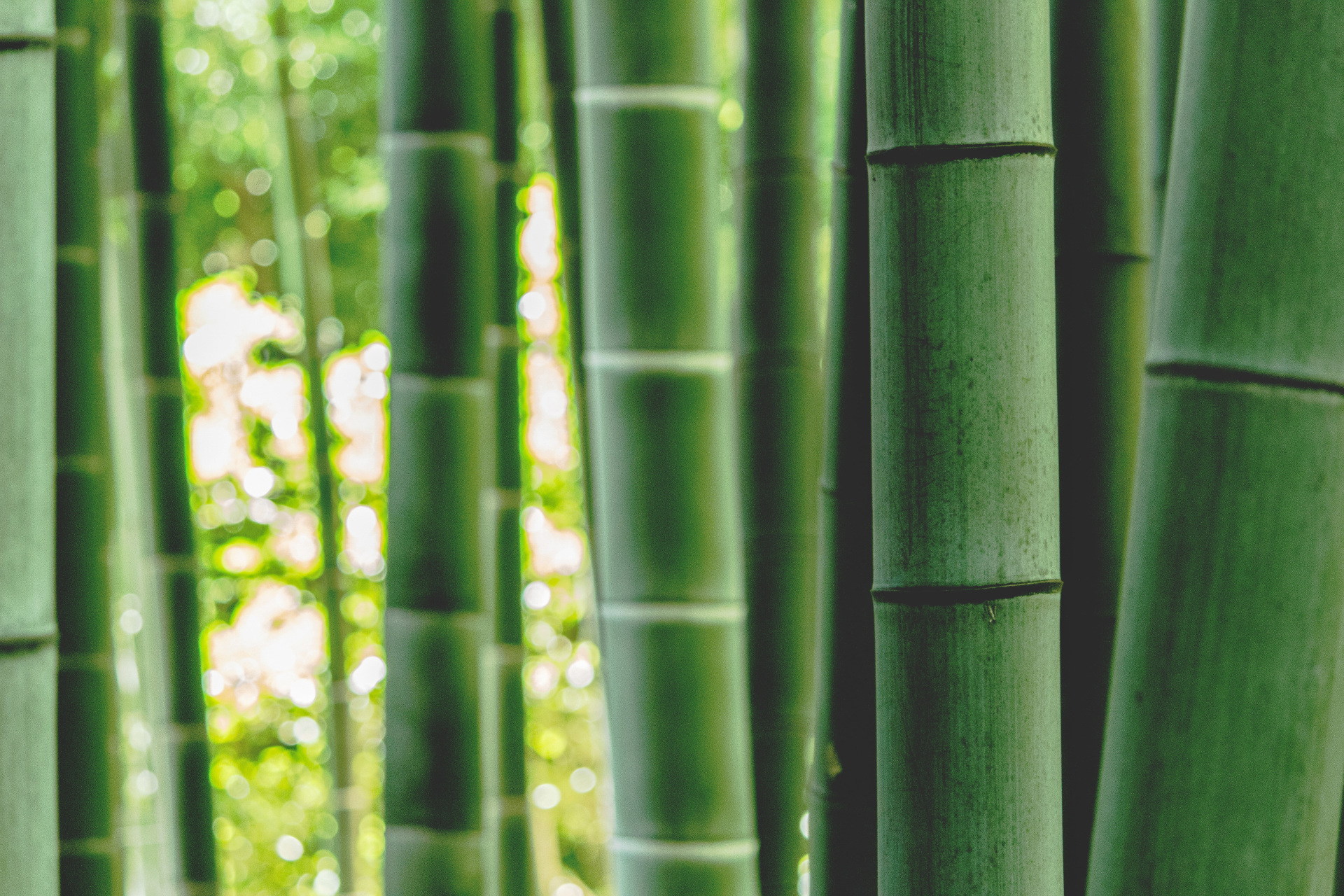 Close up of bamboo