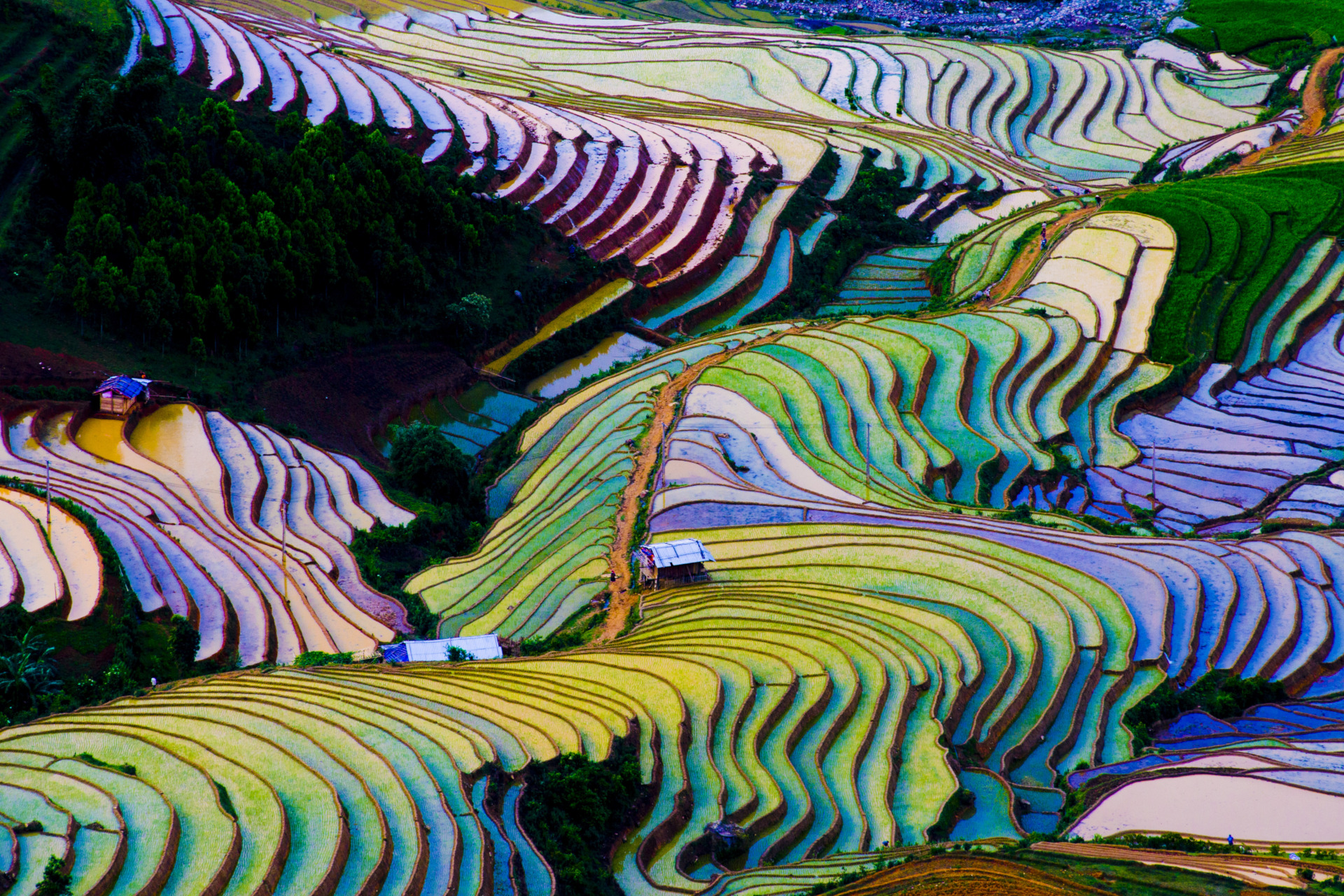 Colorful terraced rice field in water season