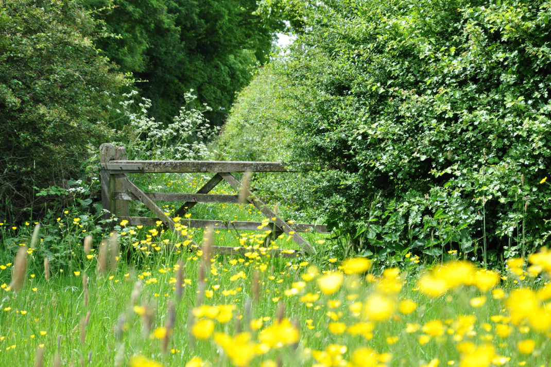 a British hedgerow