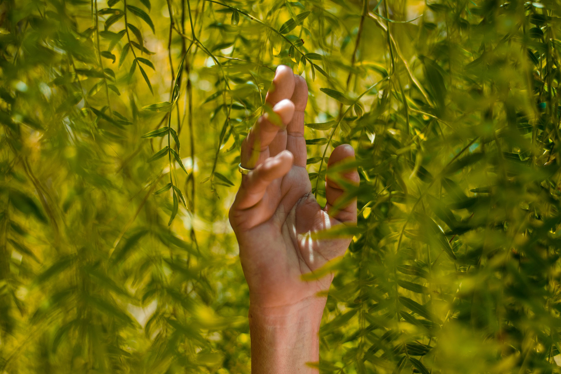 Hand holding leaves