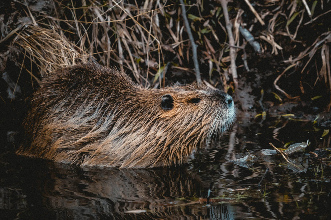 a beaver in a river