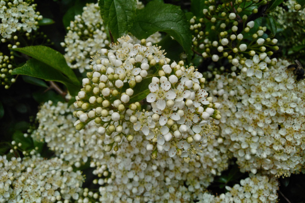 Crataegus monogyna at The Chelsea Flower Show Rewilding Britain