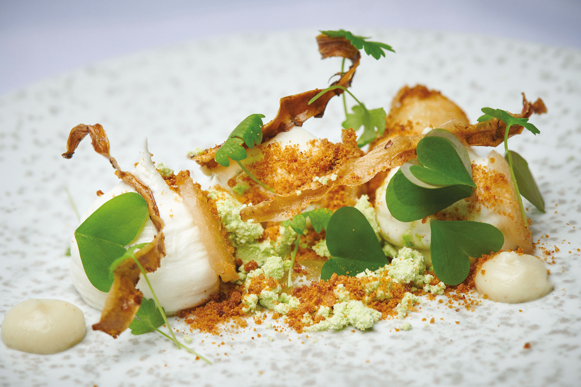 Scallops
