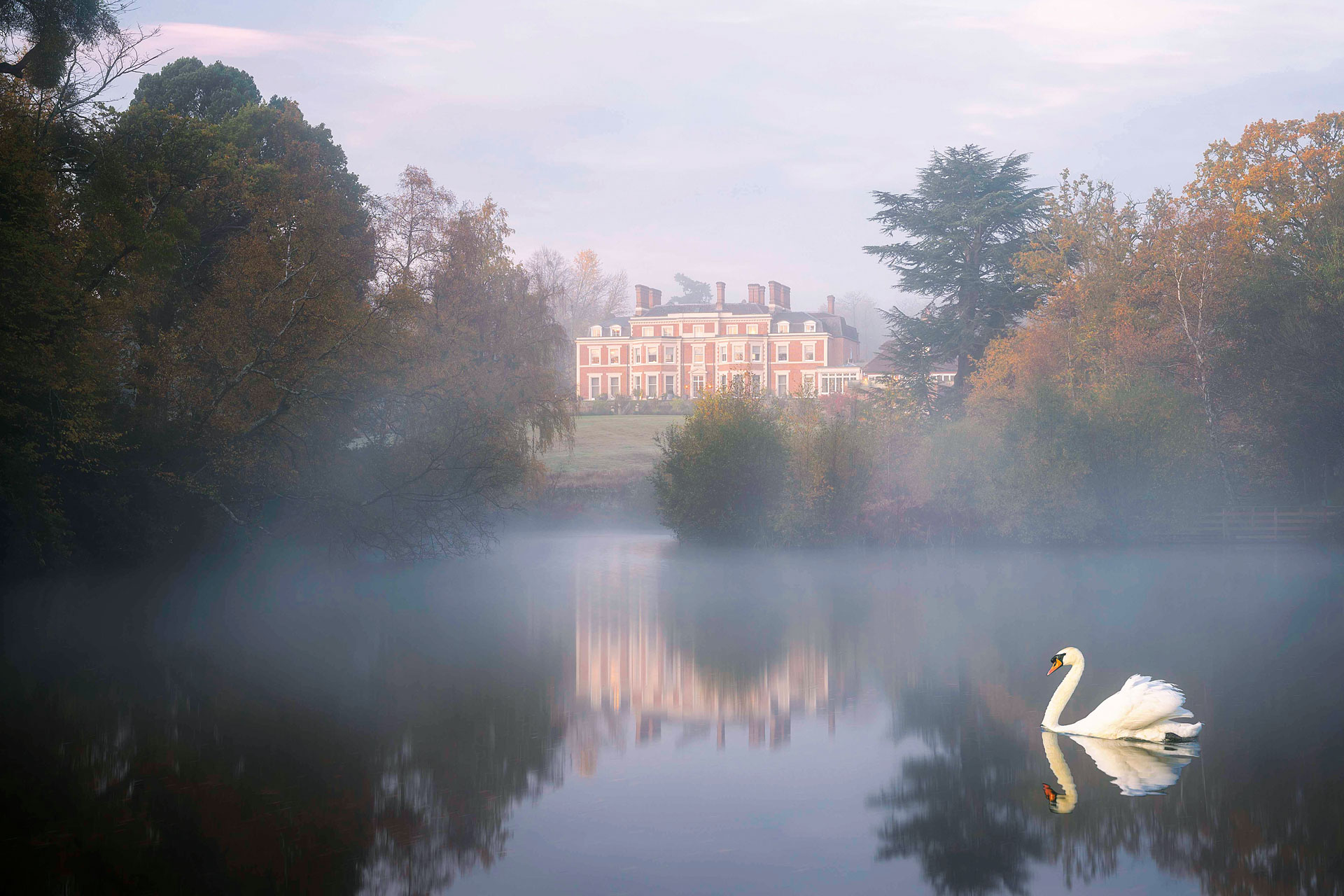 A swan on a misty lake at Heckfield Place, Hampshire