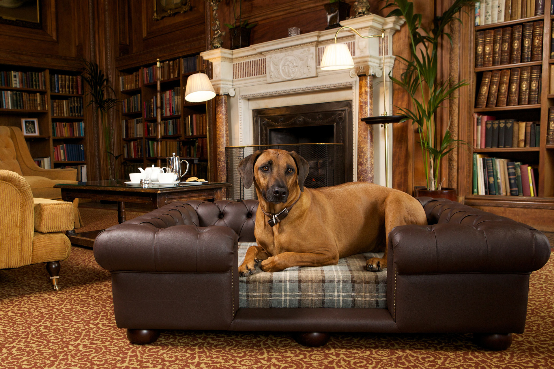 Cliveden House Dogs