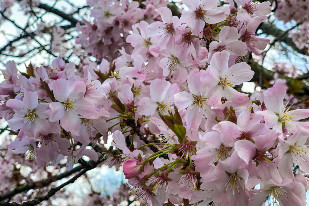 Spring is coming blossoming tree cherry, almond, sakura. Beautiful white pink flowers, blooming tree. Beautiful trees in park. Blossoming alley
