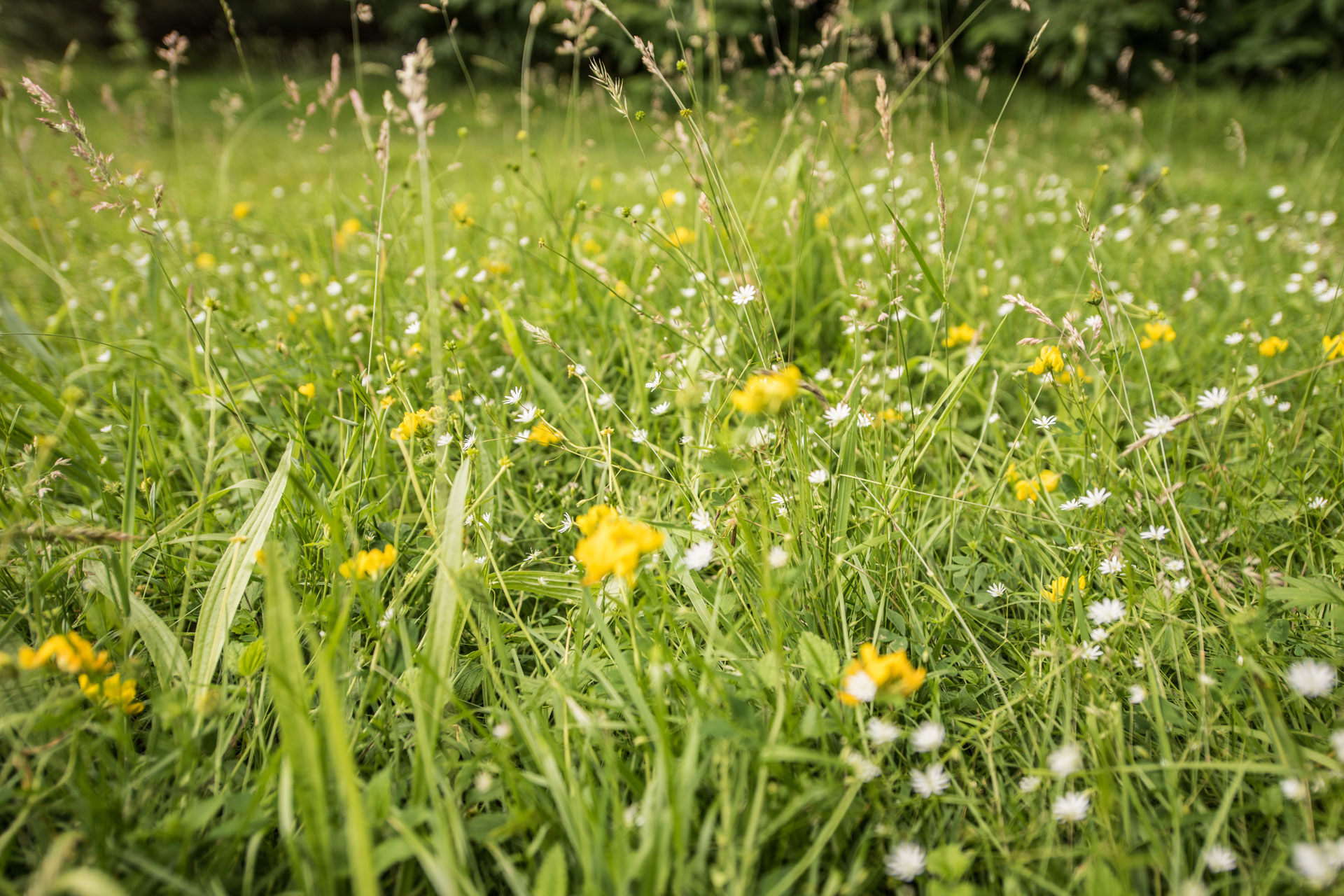 How To Rewild Your Garden