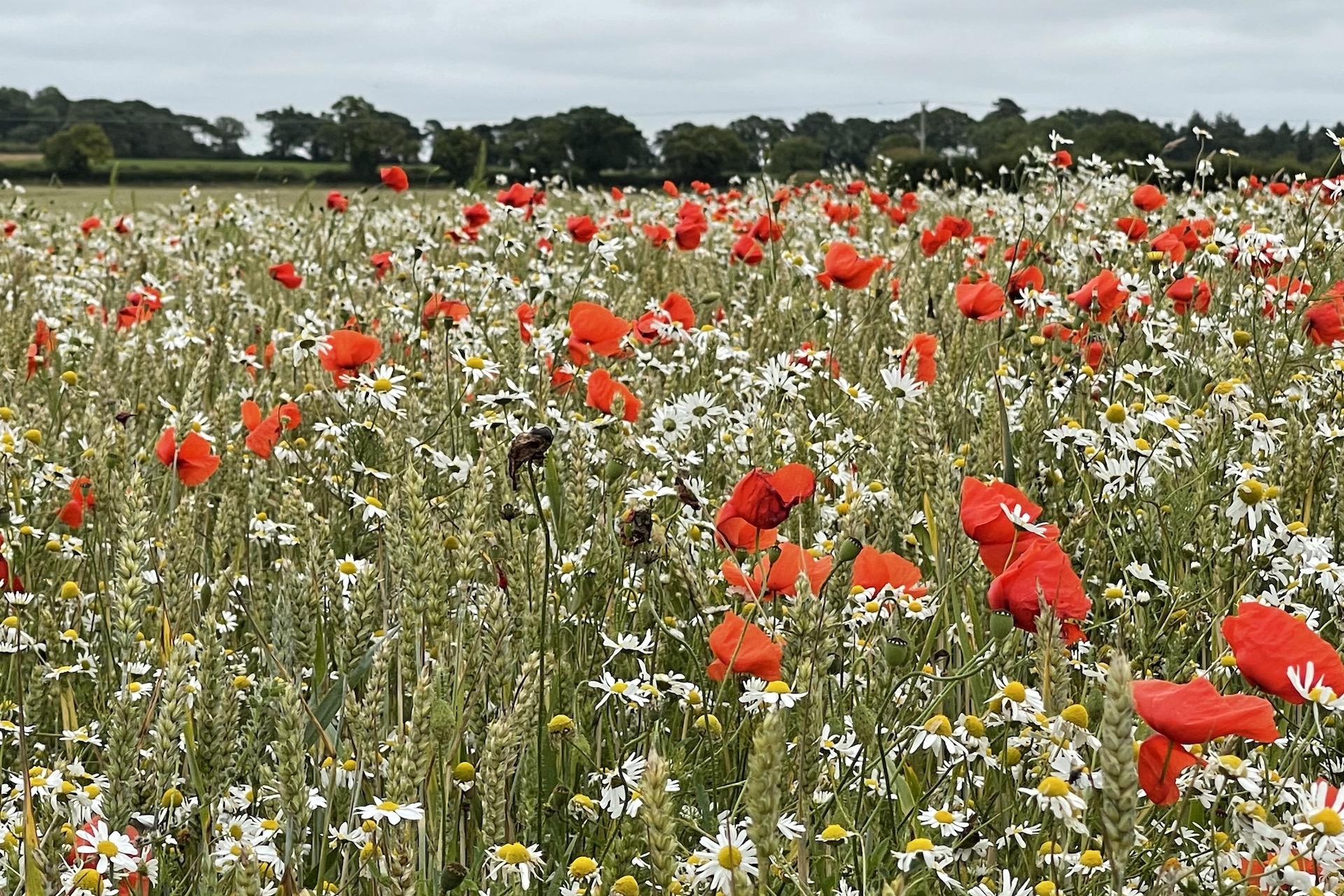 The Positive Disruptor: National Food Sufficiency