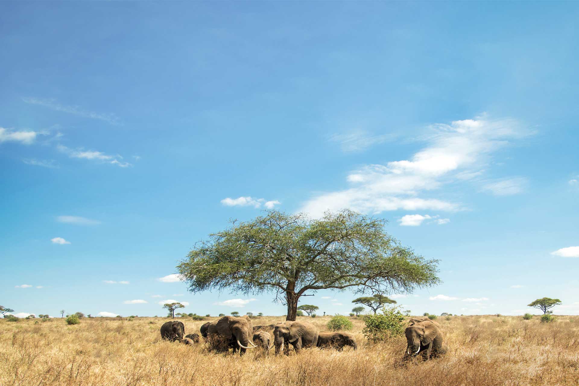 Tanzania Elephants - Tanzanian Holiday