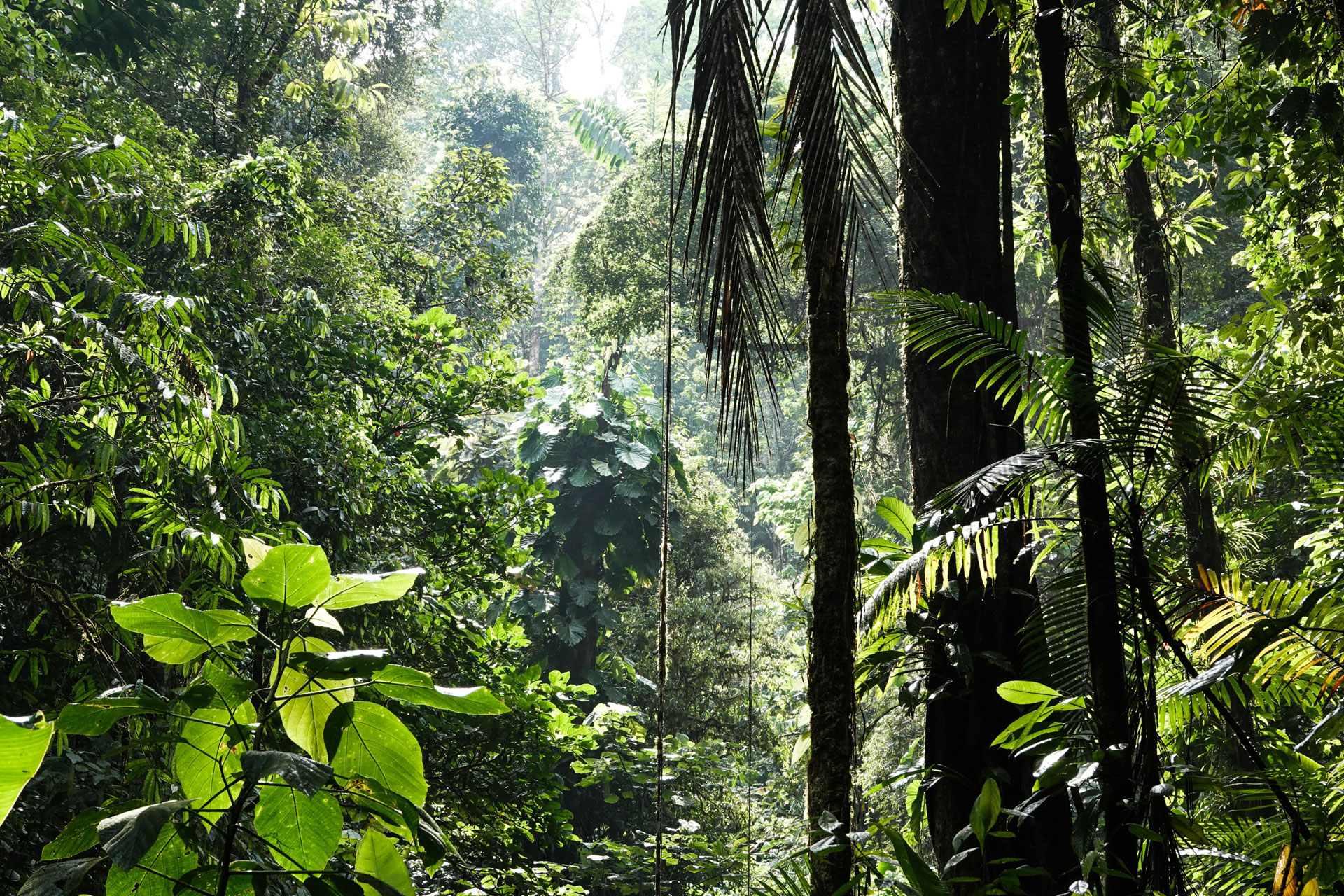 A photo from a walk in the rain forest, close to the Research station La Gamba.