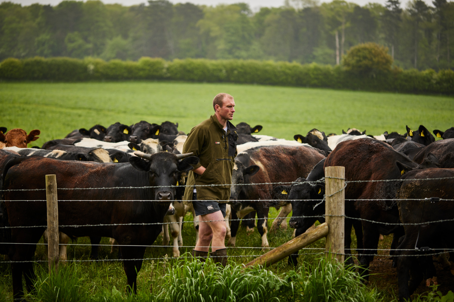 man walking in field amongst cows