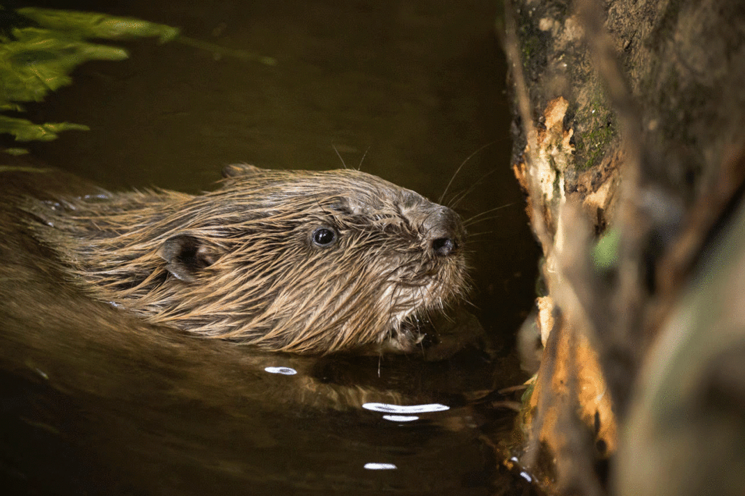 British Native Animals