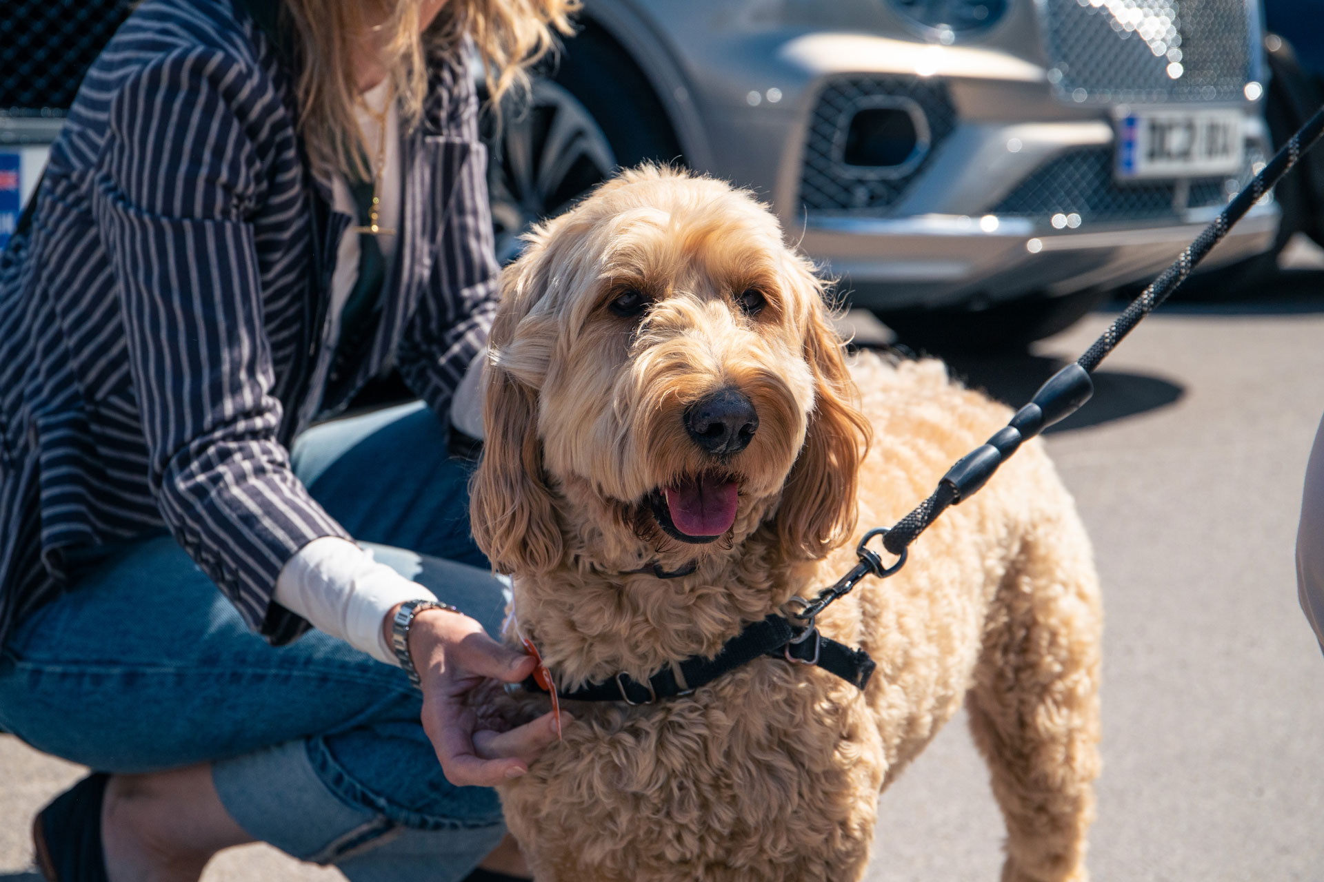 a cute dog at Goodwoof festival