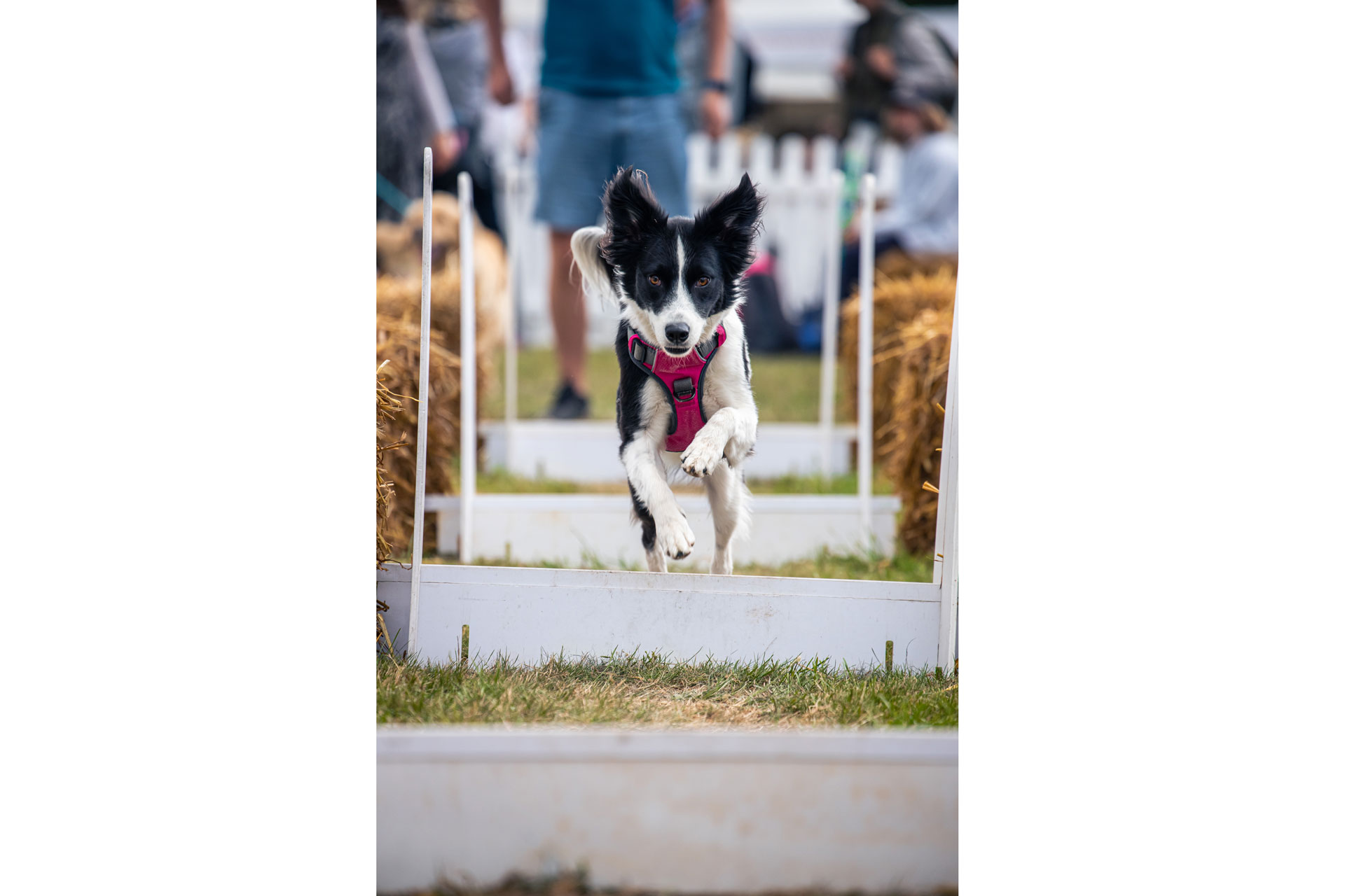 a dog jumping at Goodwoof festival