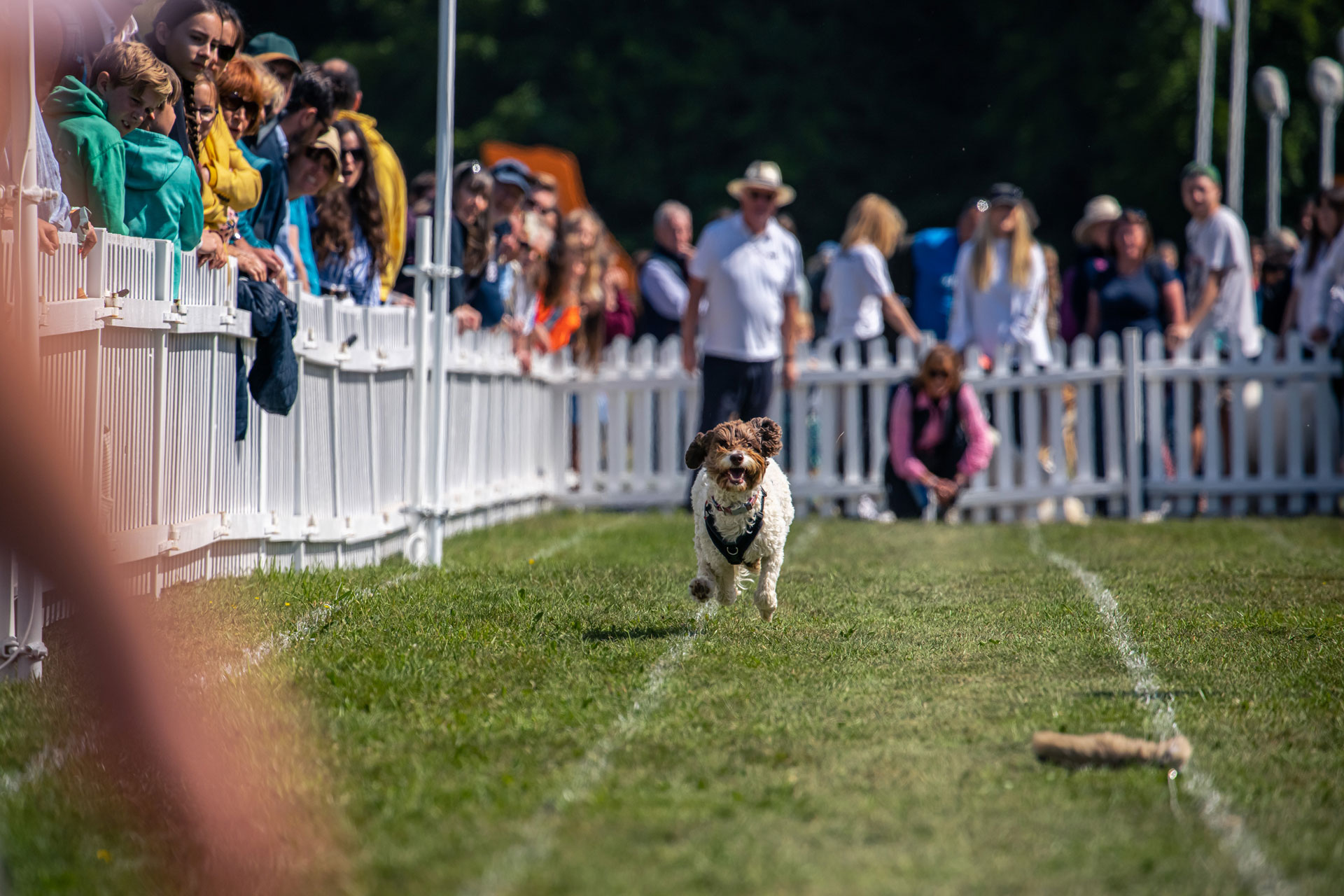 dogs racing at Goodwoof Festival