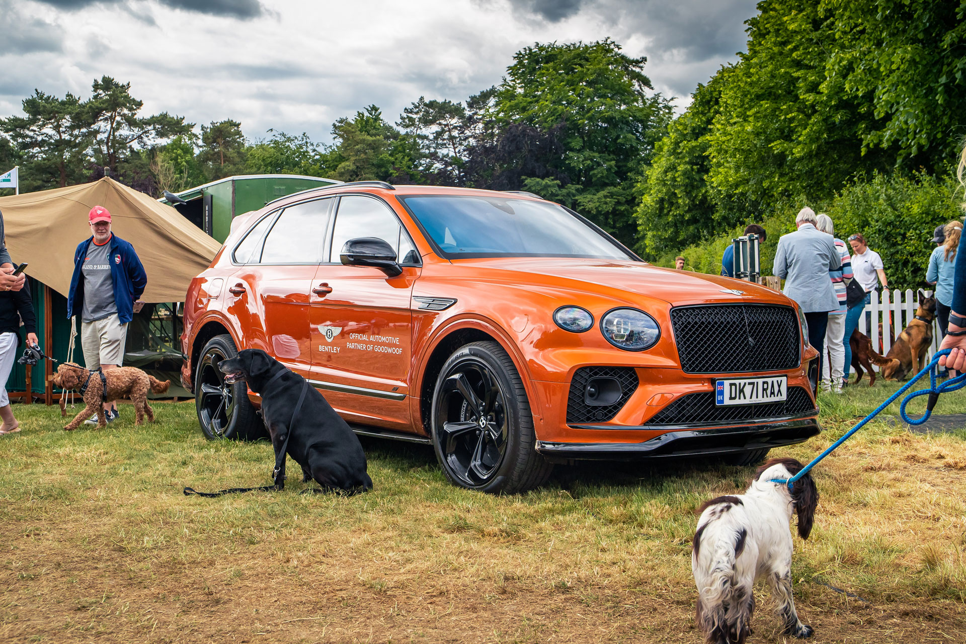 The orange Bentley Bentayga Hybrid amongst dogs at Goodwoof Festival