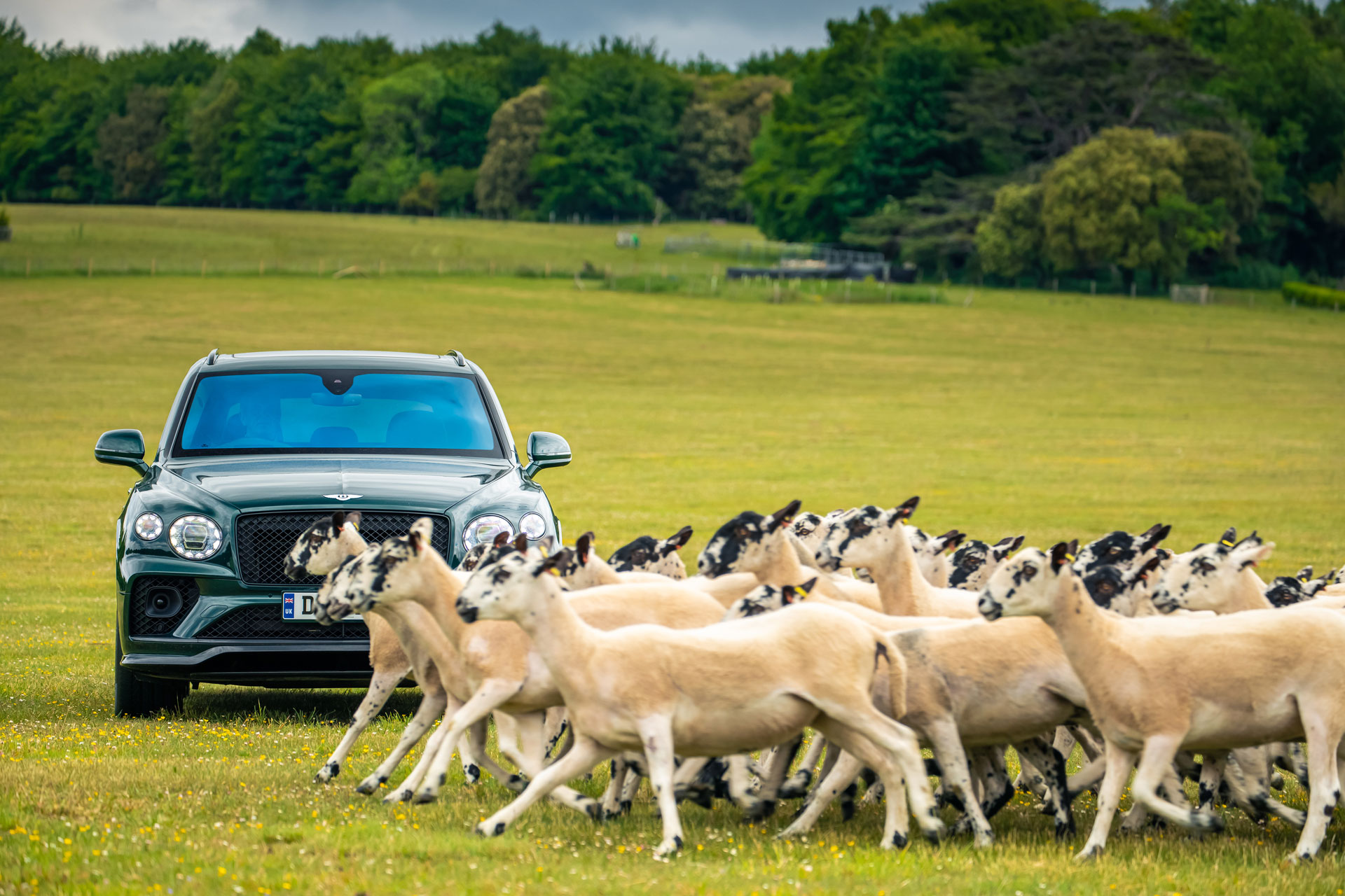 a herd of goats run past a Bentley at Goodwoof festival