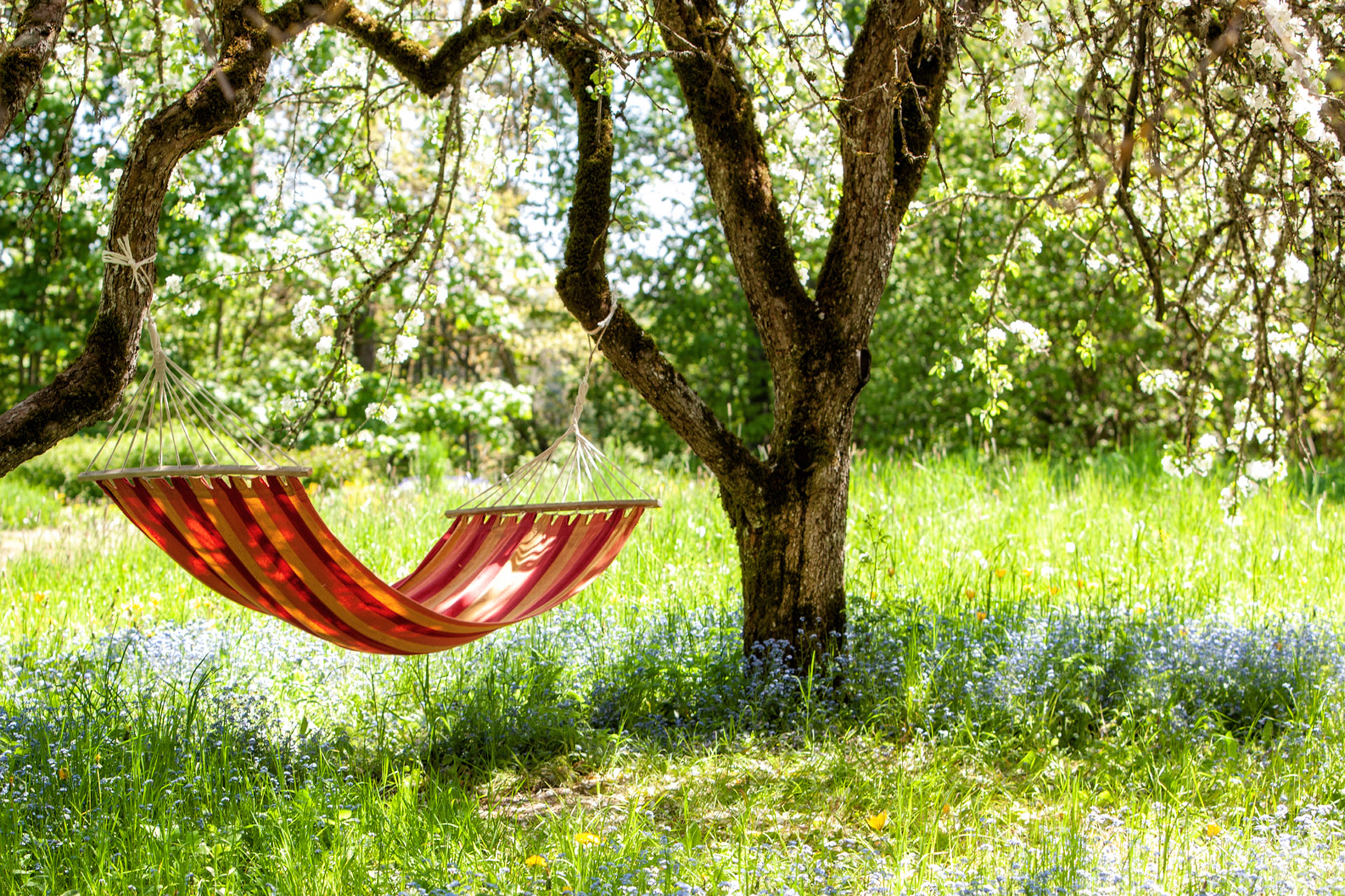 a hammock in a bluebell wood