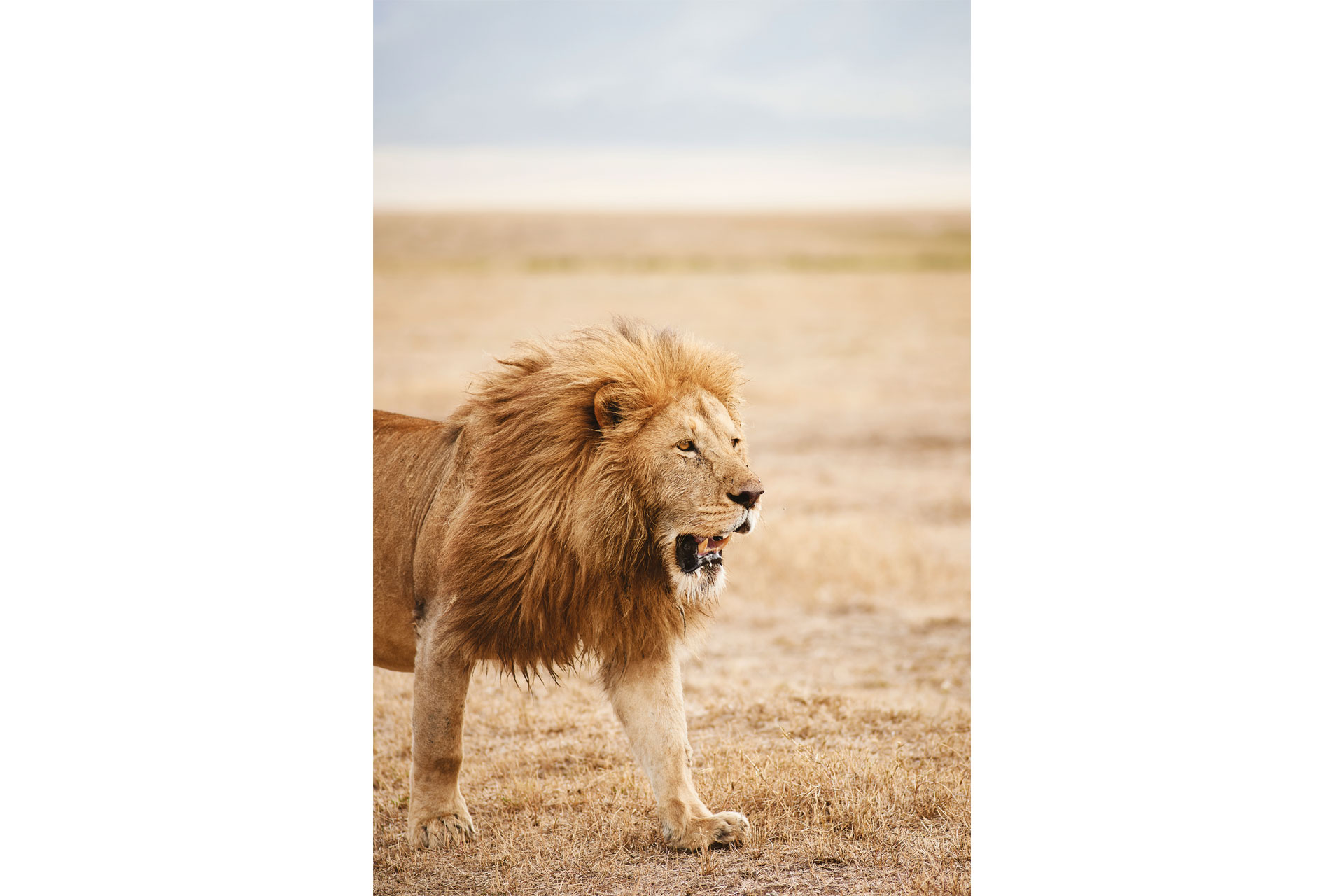 Lions in Tanzania