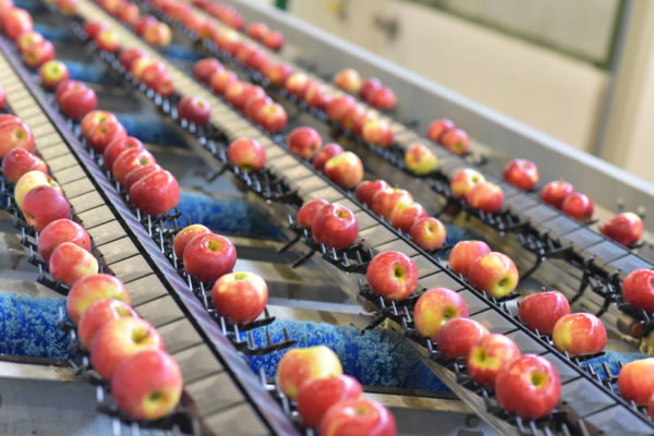 Apples in factory