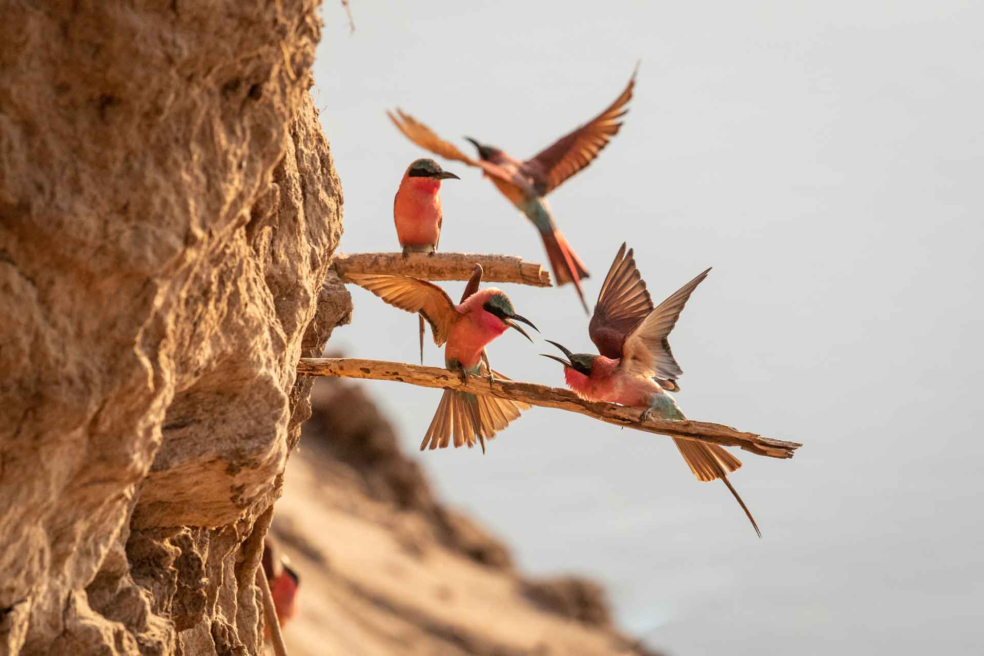 Birds at South Luangwa
