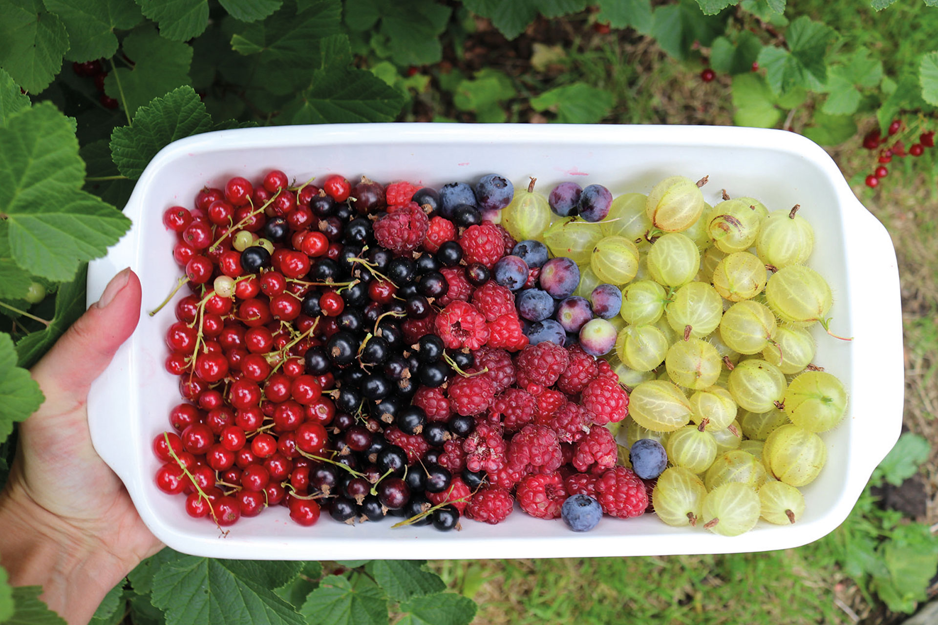 Fresh berries forage