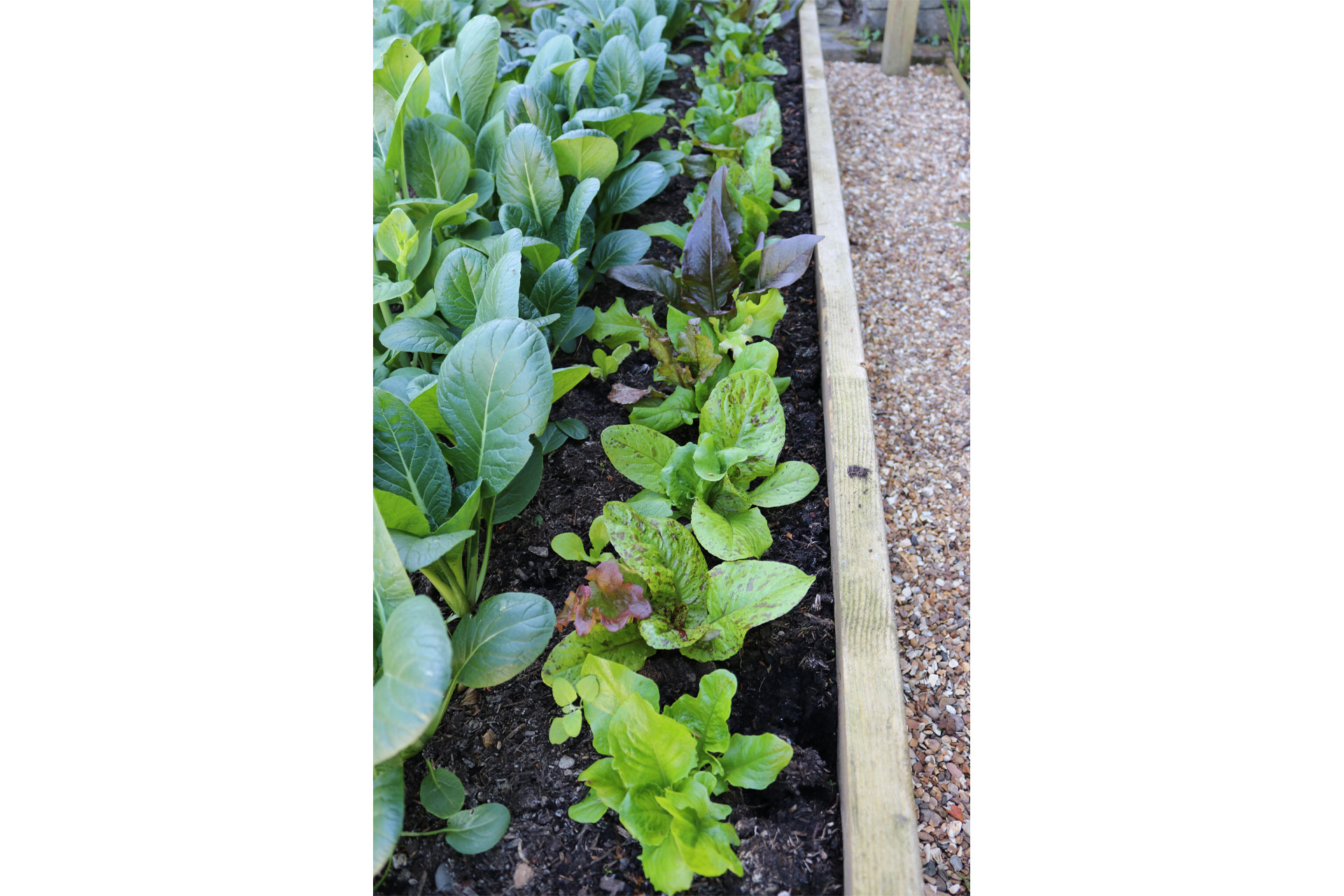 Leafy greens growing