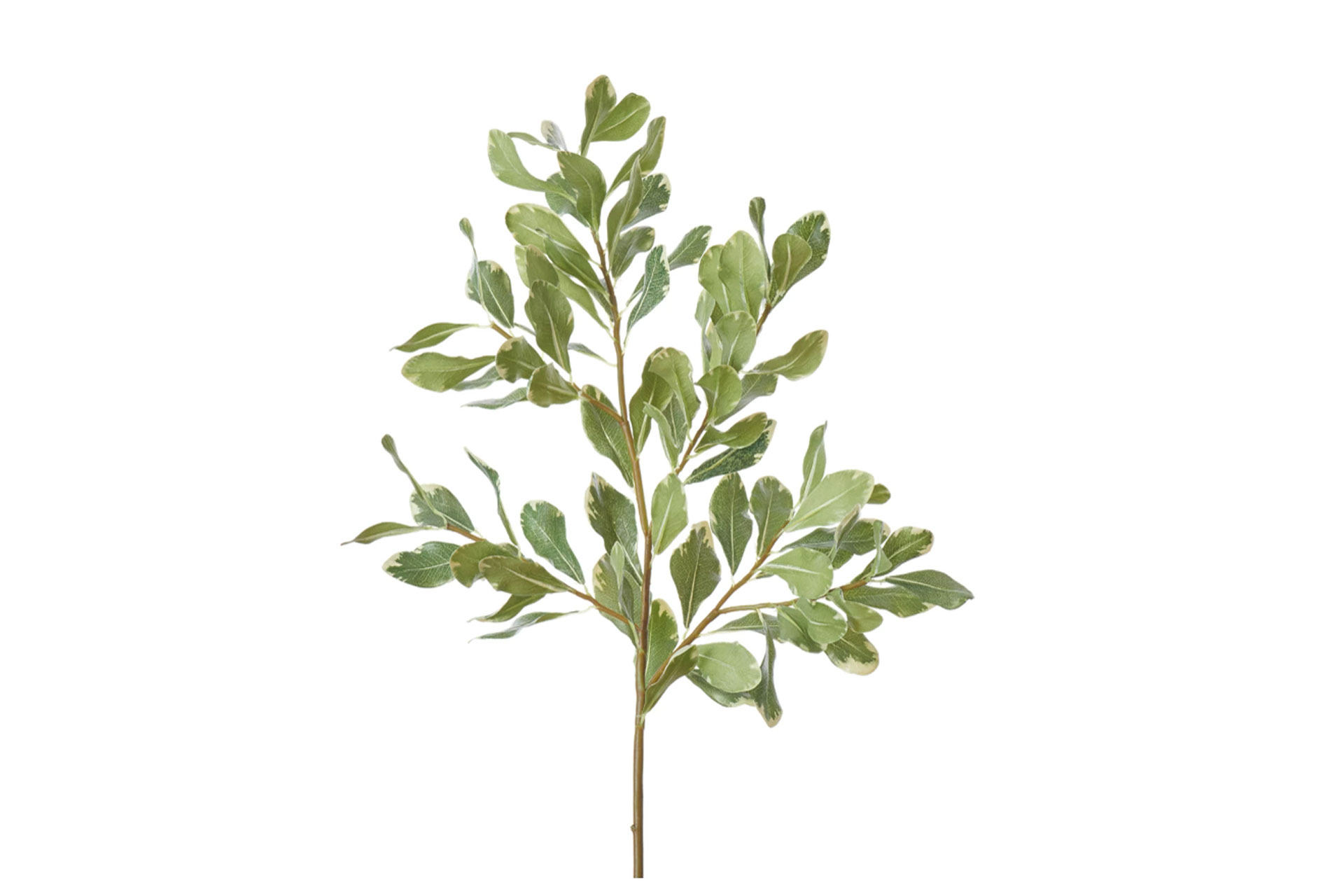 faux Pittosporum Spray sold by Neptune