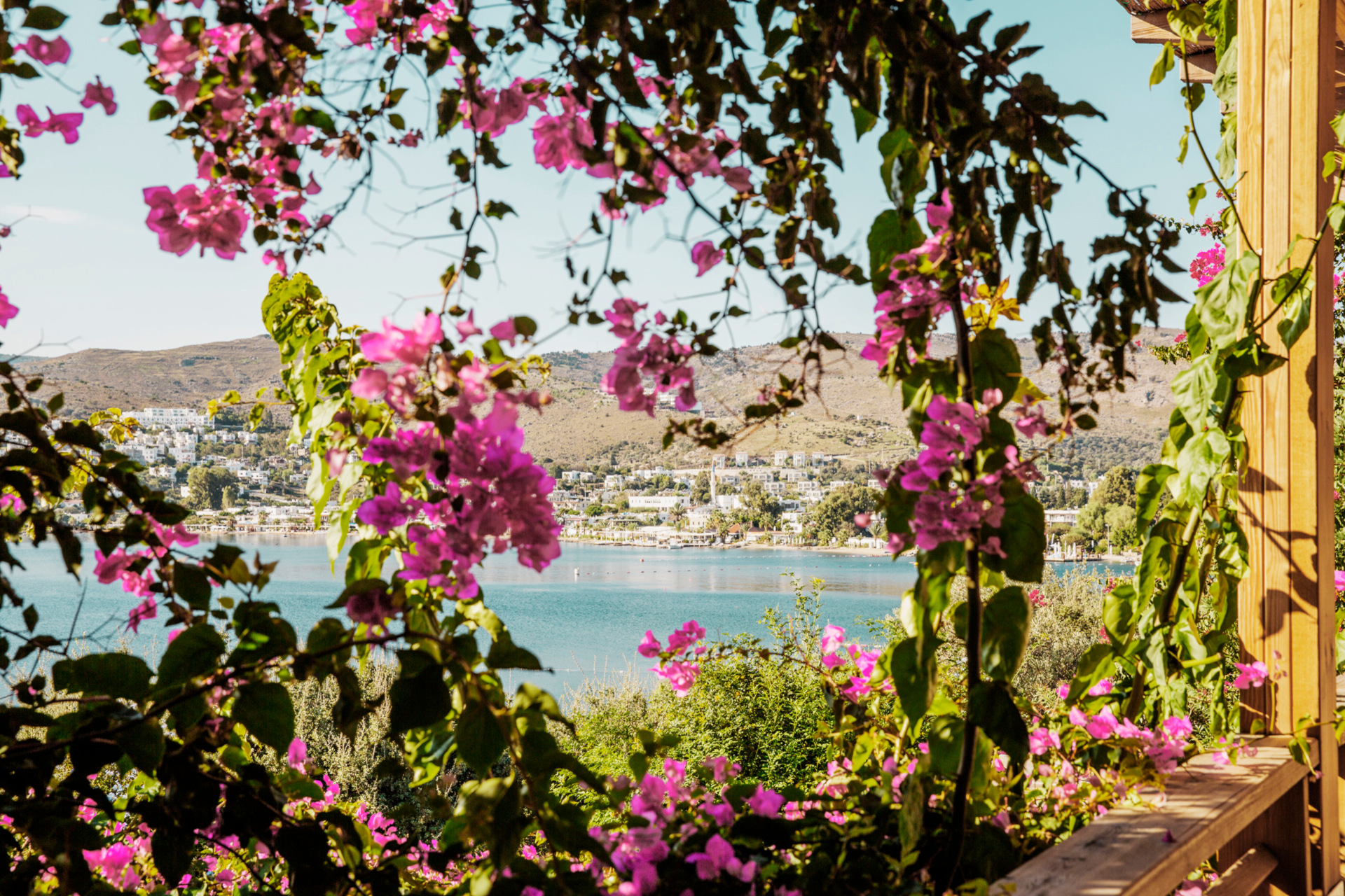 green wisteria with pink flowers hanging over view of sea in turkey