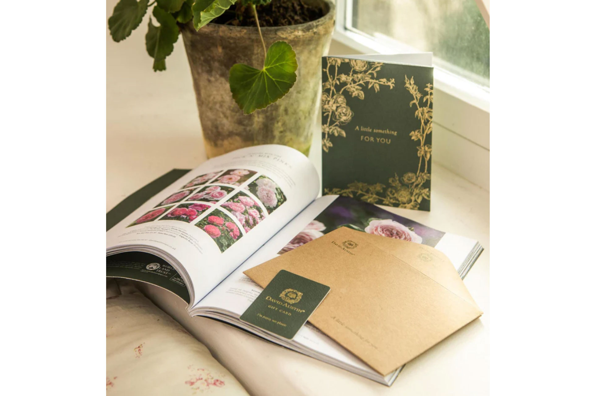 a David Austin Roses gift card