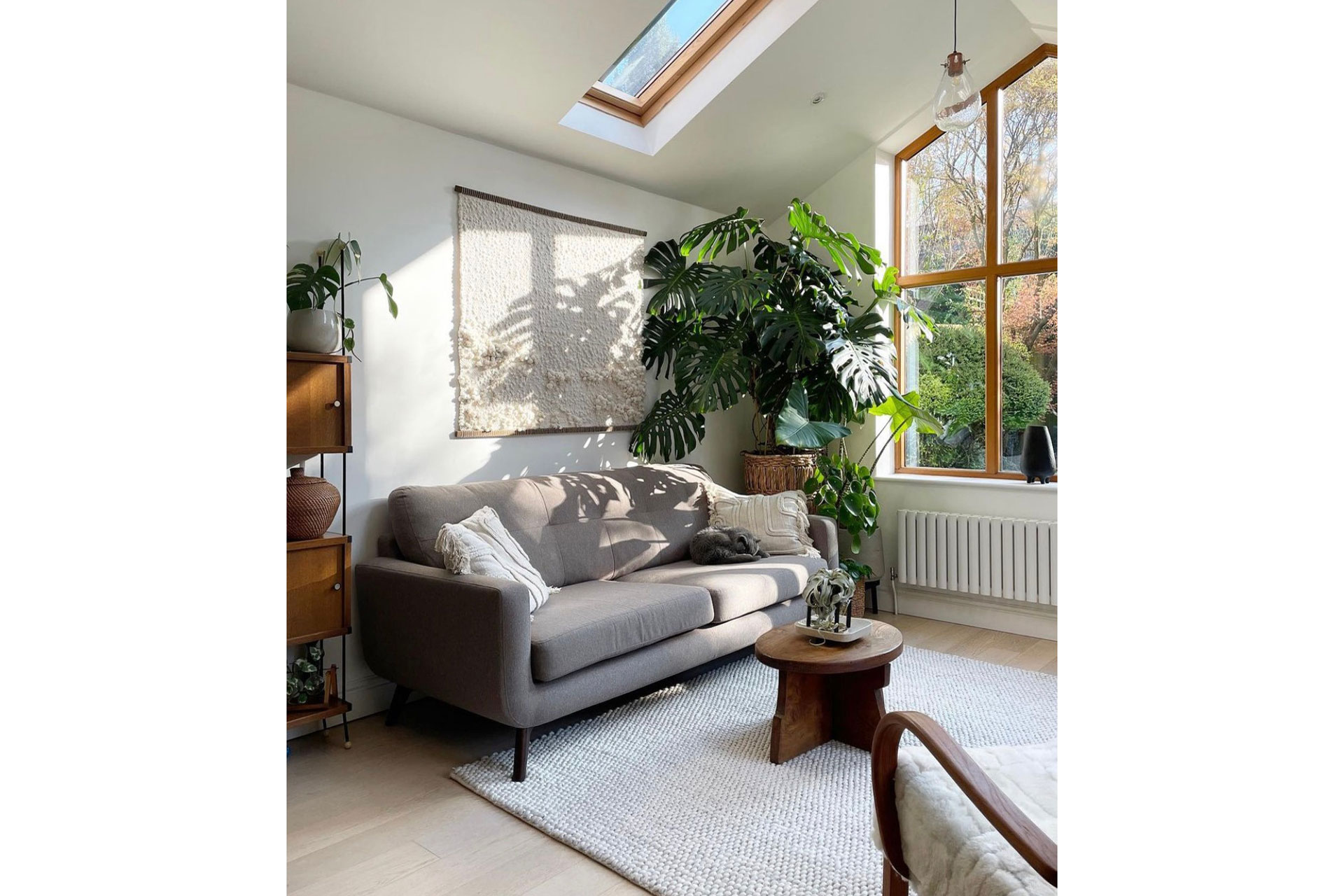 a living room with a grey sofa and white rug, with a huge monstera plant in the back