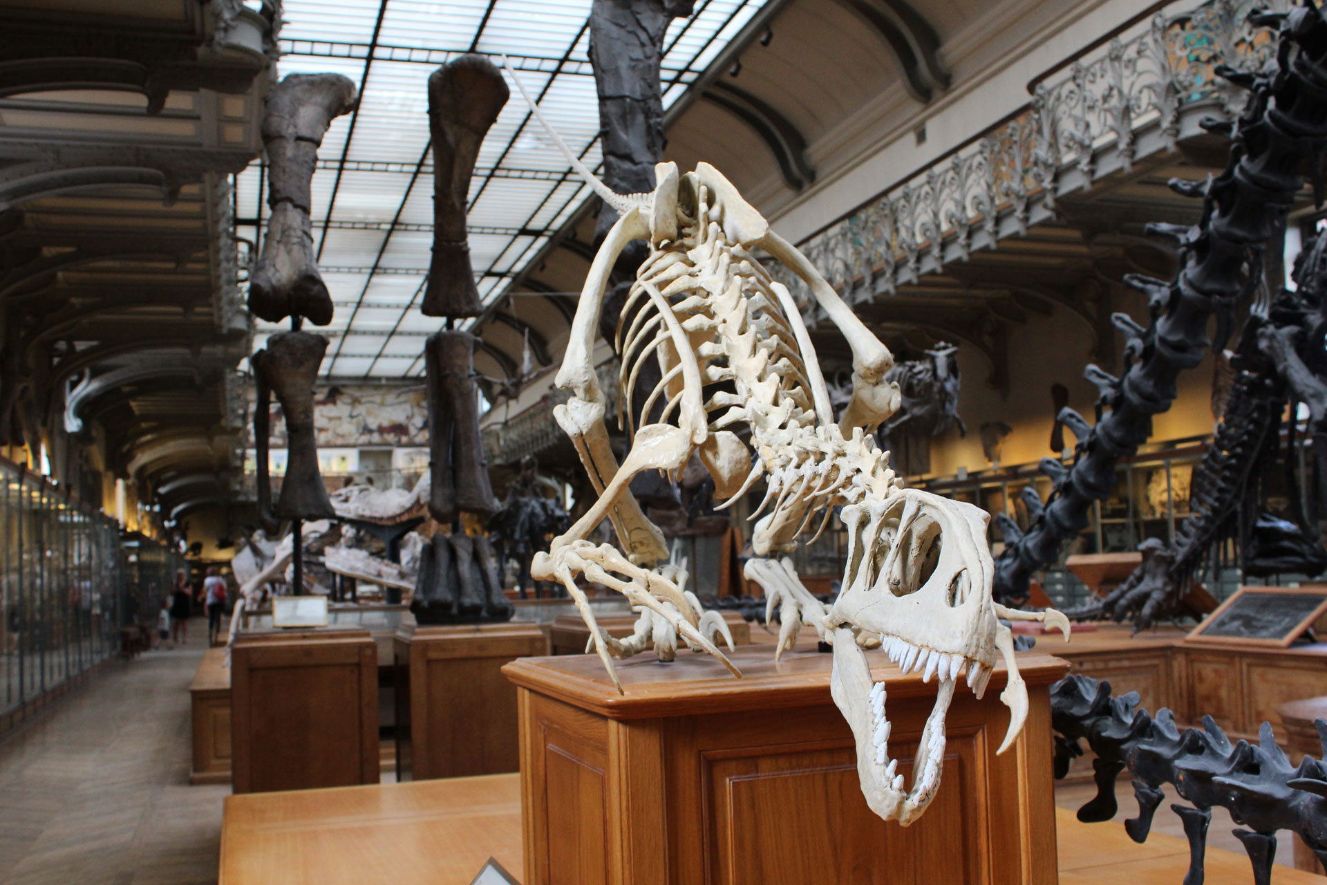 A dinosaur skeleton at the Natural History Museum