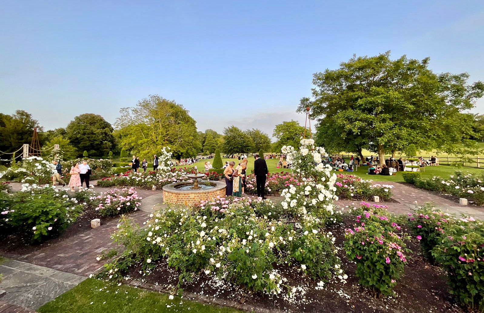 The roses at Glyndebourne Opera gardens