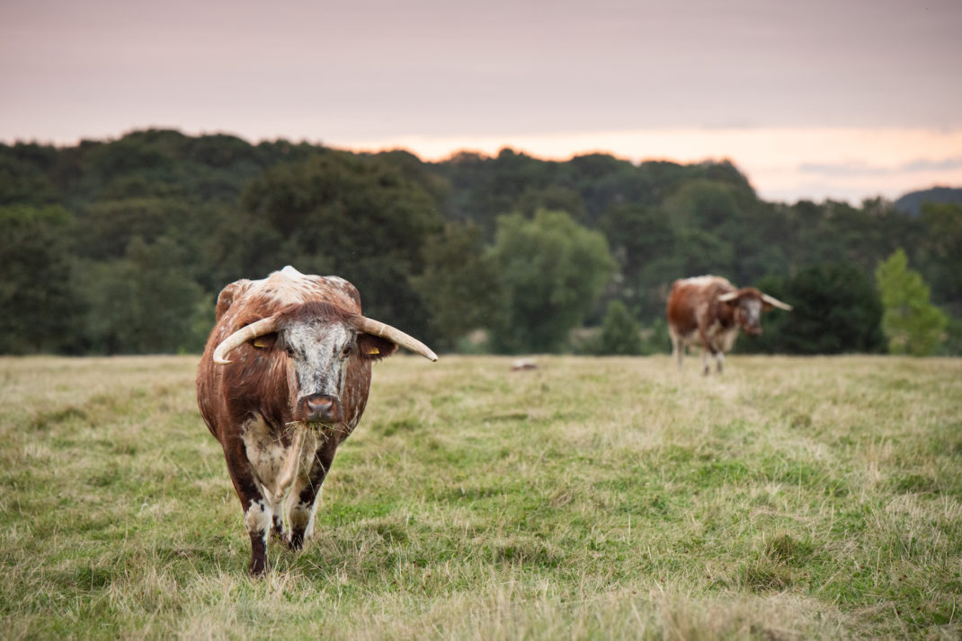 Ewhurst Park regenerative farming
