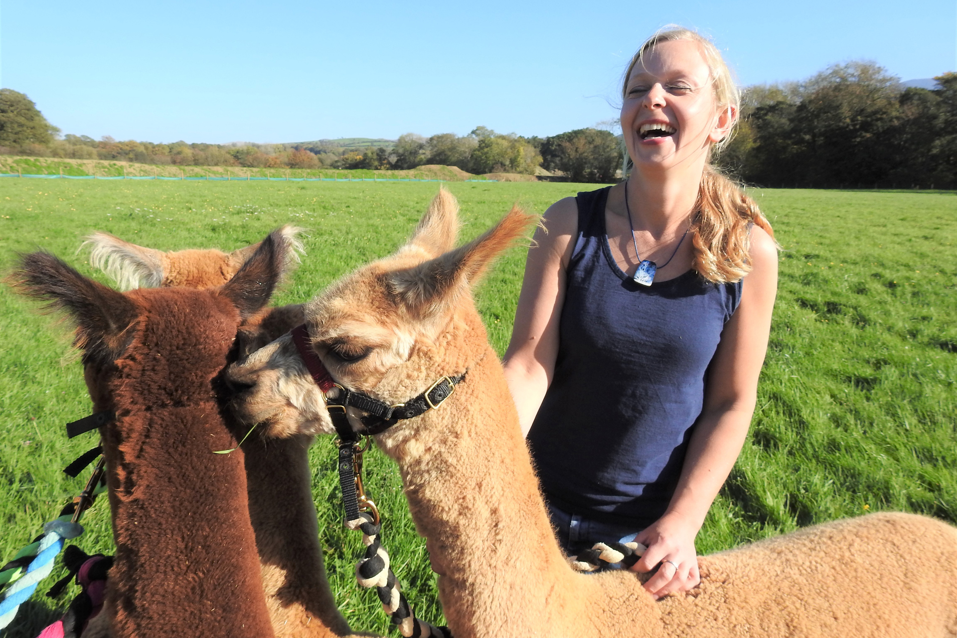 A girl petting two alpacas at Armathwaite Hall