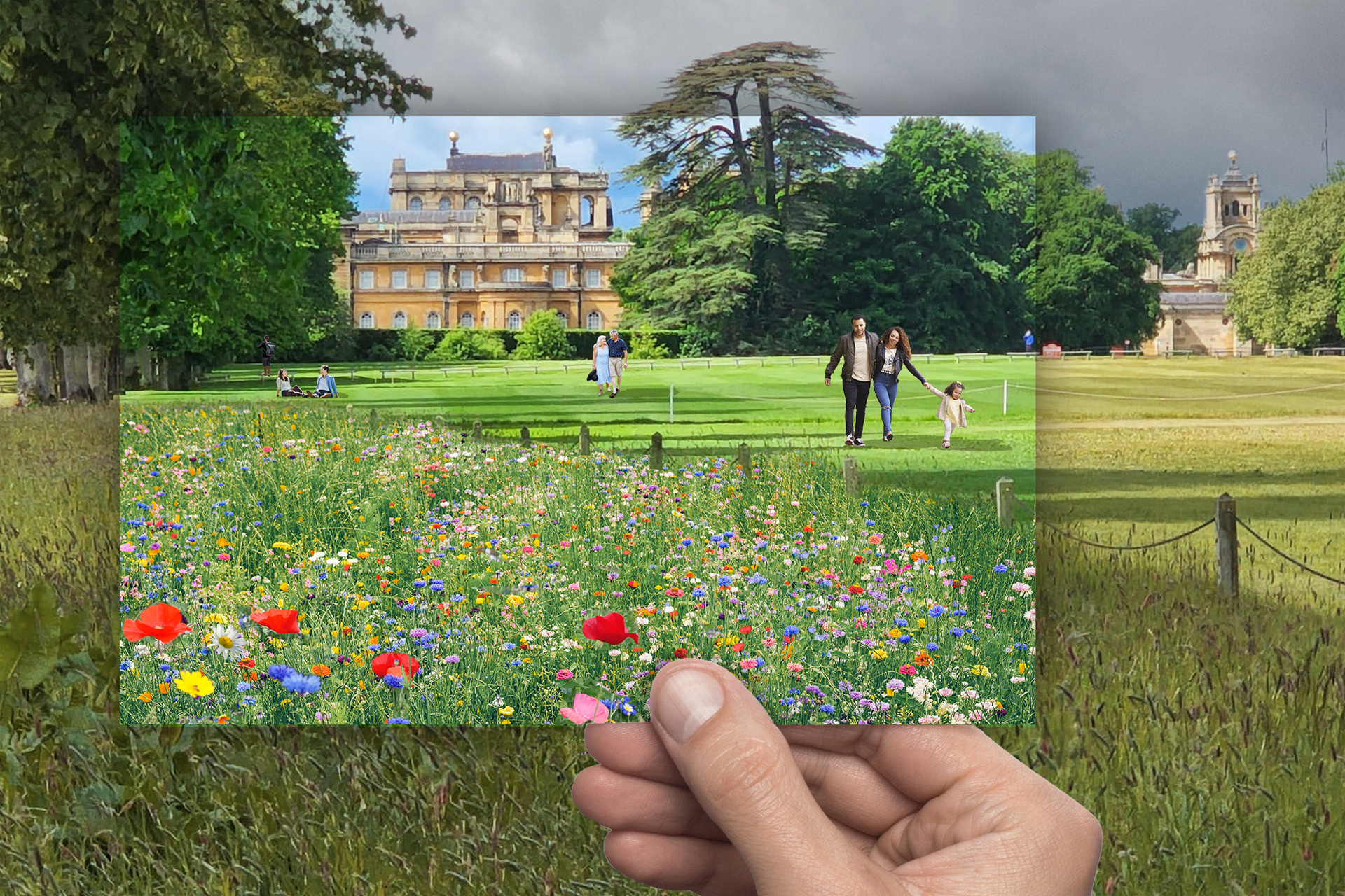 A postcard overlaying an image showing the future of Blenheim Wildflowers