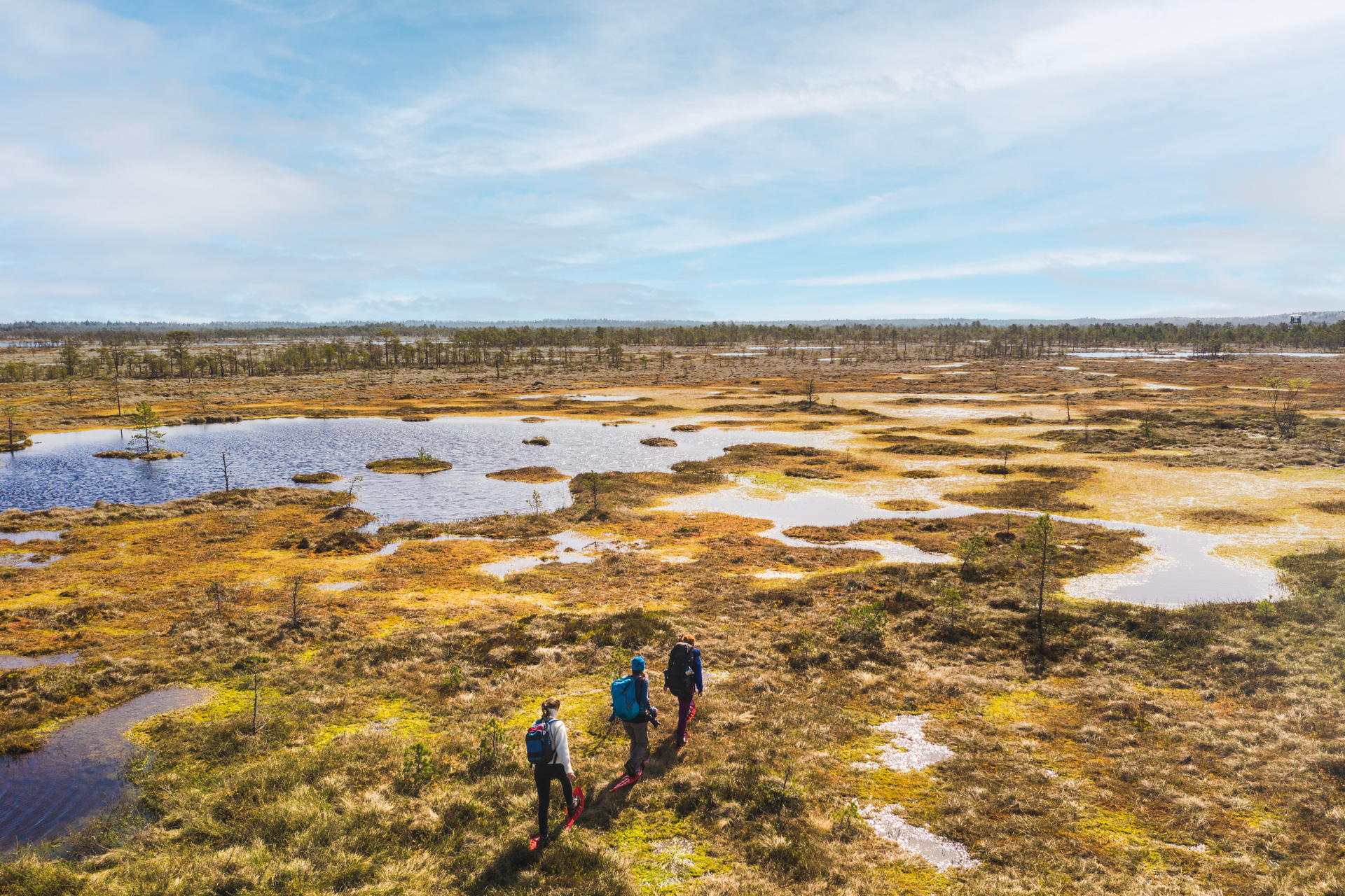 People walking across bogs under a blue sky, in Bogshoeing Soomaa national park