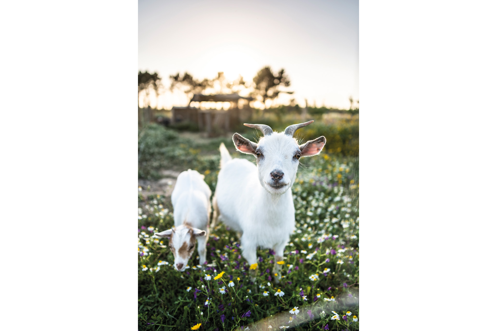 Two white goats in a field