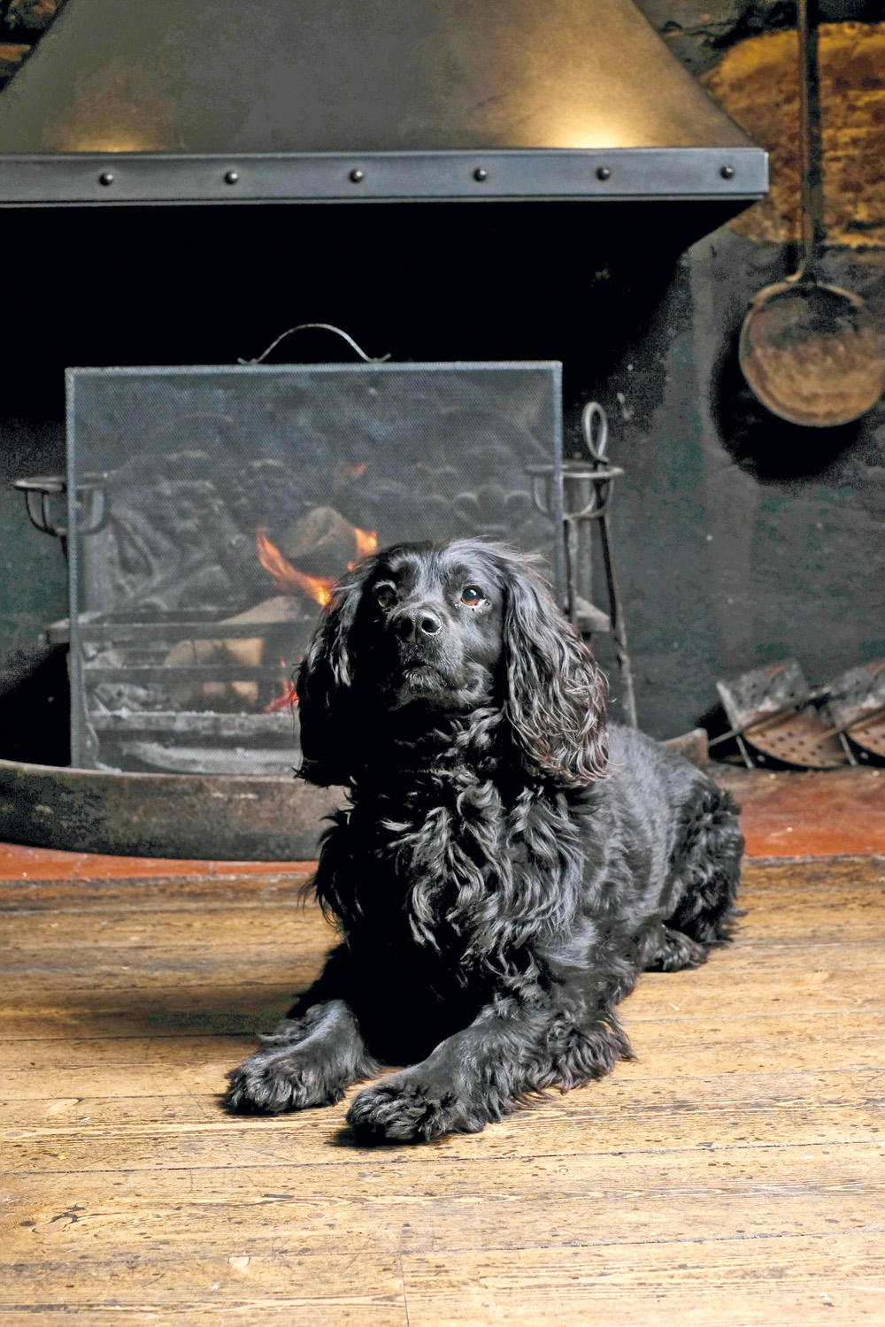 A dog in front of a fire