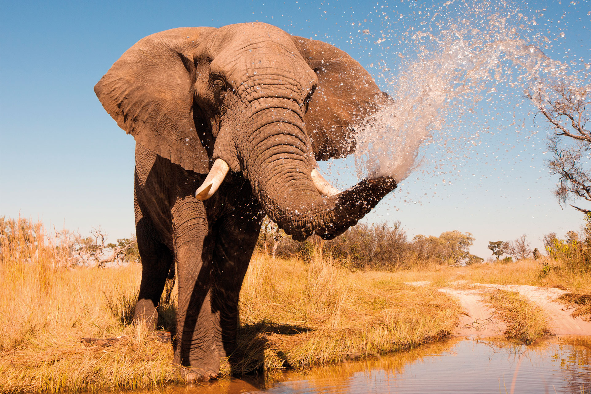 African elephant