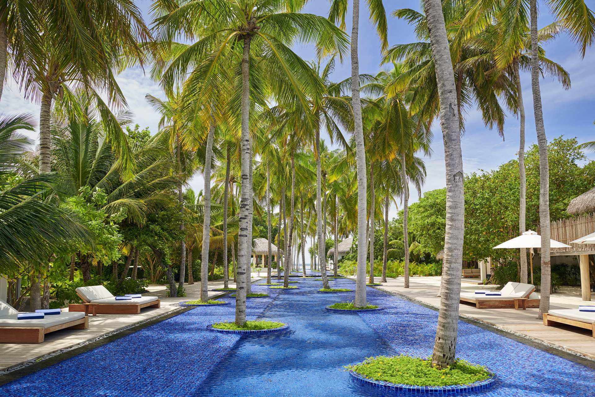An infinity pool interspersed with tall palm trees