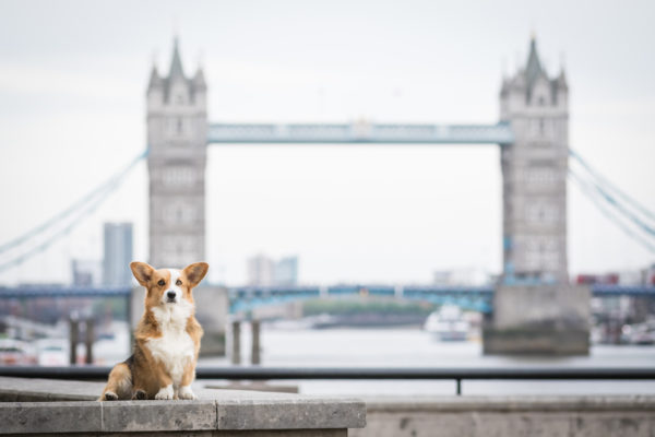 urban dog photography idea
