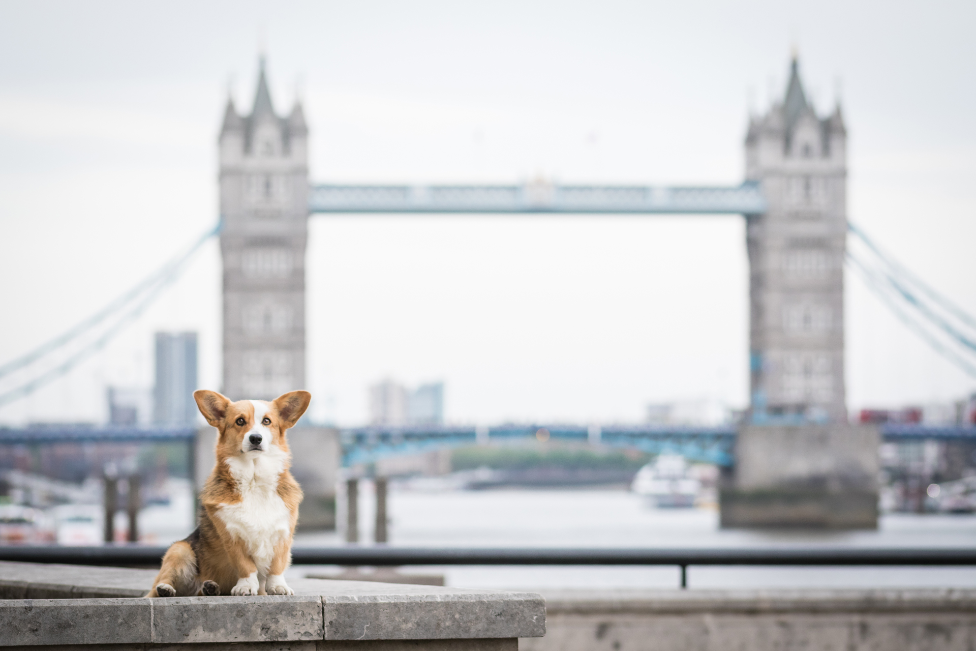Dog in front of Tower Bridge